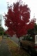 rubrum 'October Glory'
